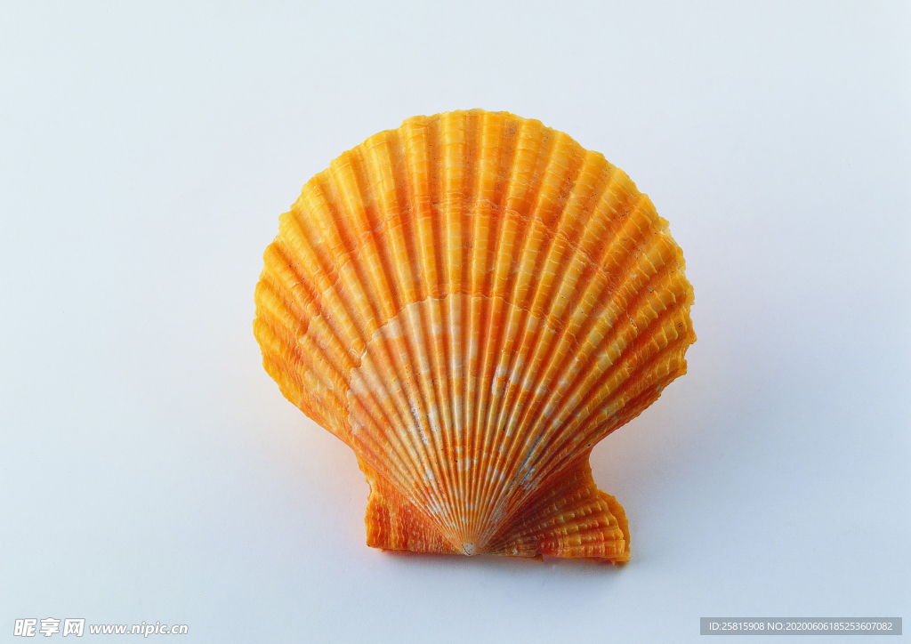 贝壳海螺唯美图片