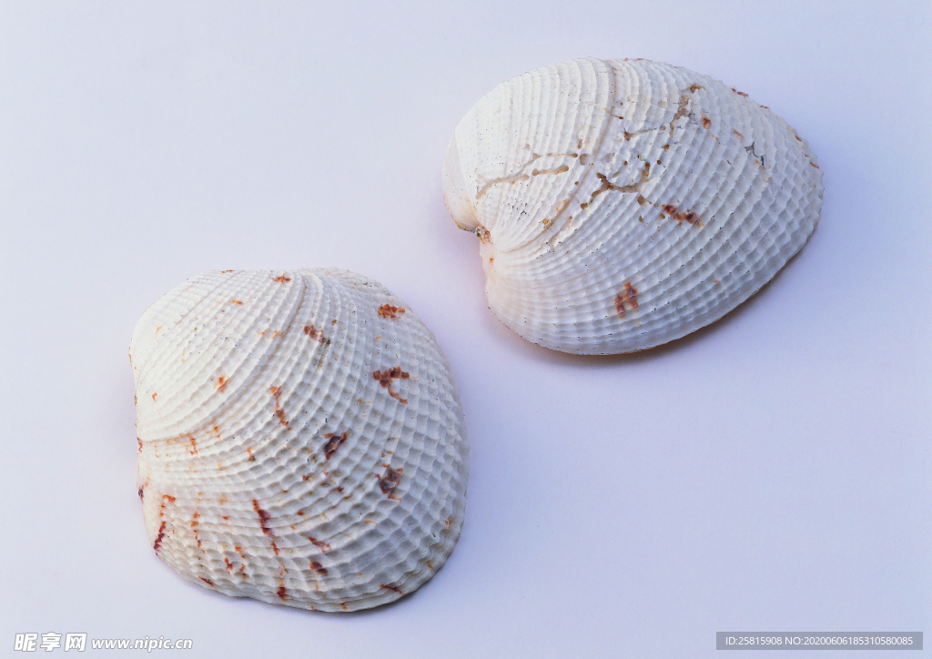 贝壳海螺唯美图片