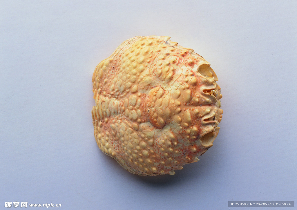 贝壳海螺唯美图片