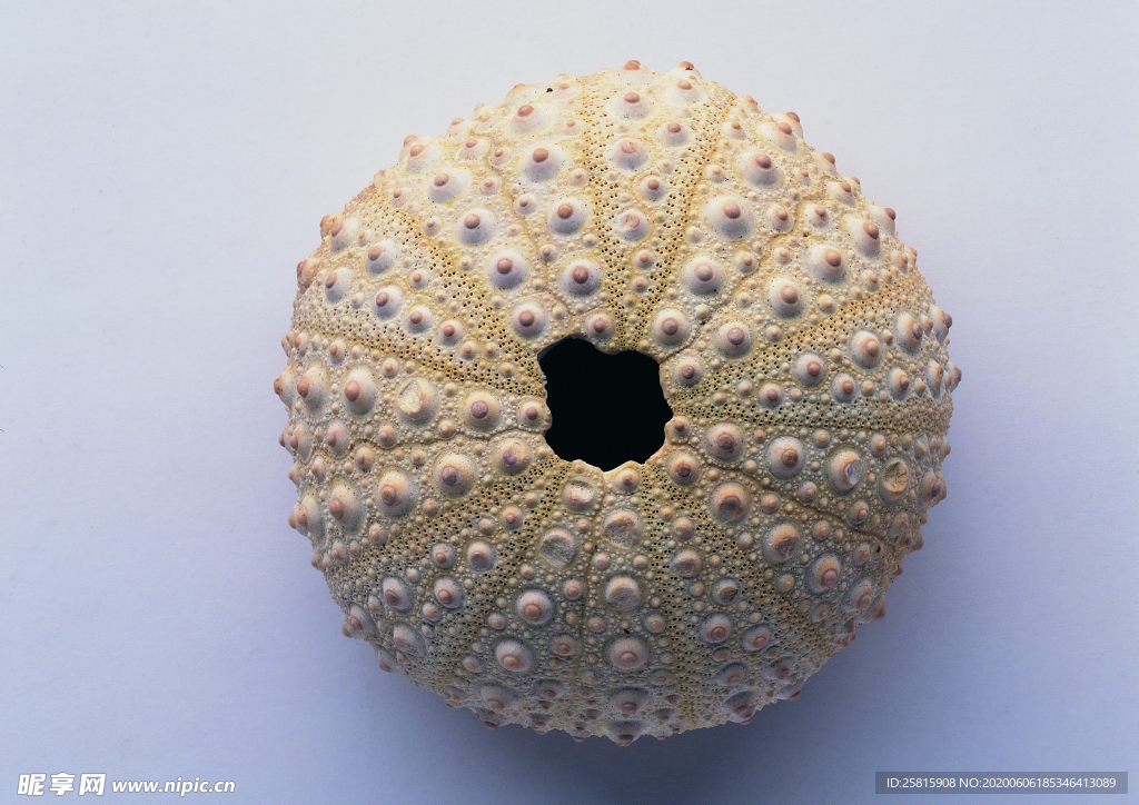 贝壳海螺唯美图片