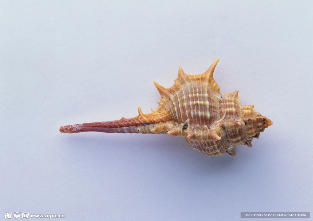 贝壳海螺唯美图片