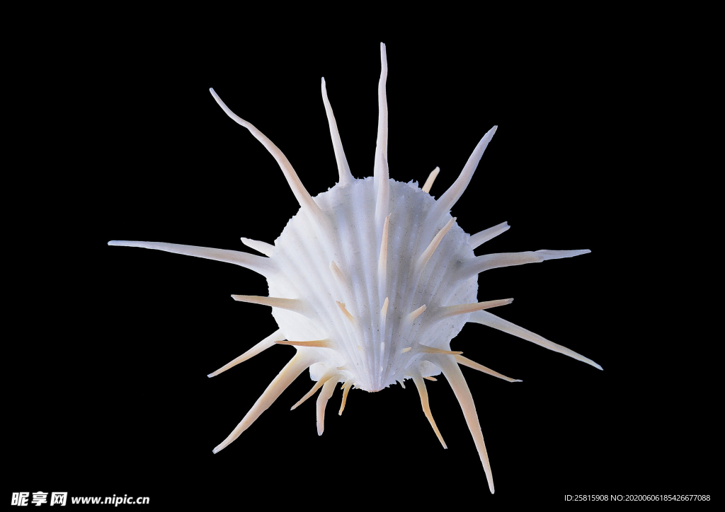 贝壳海螺唯美图片