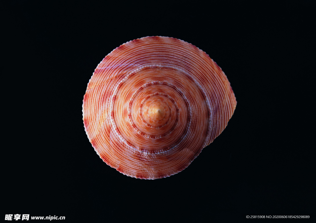 贝壳海螺唯美图片