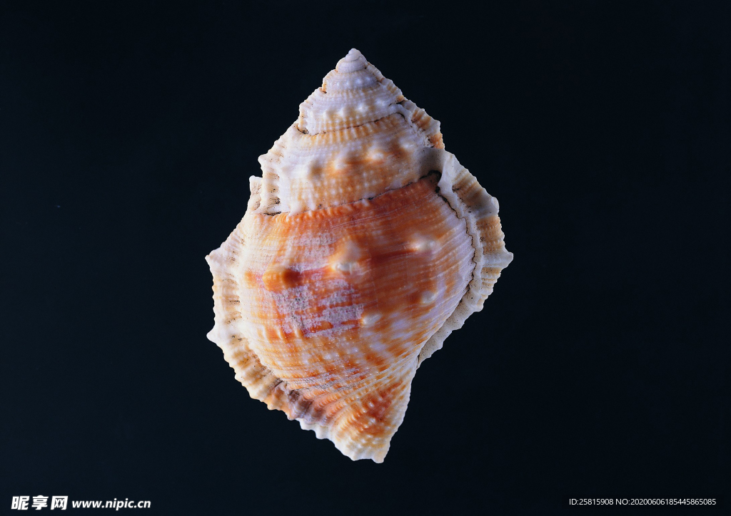 贝壳海螺唯美图片