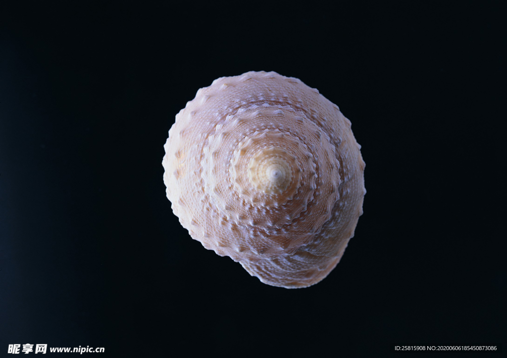 贝壳海螺唯美图片