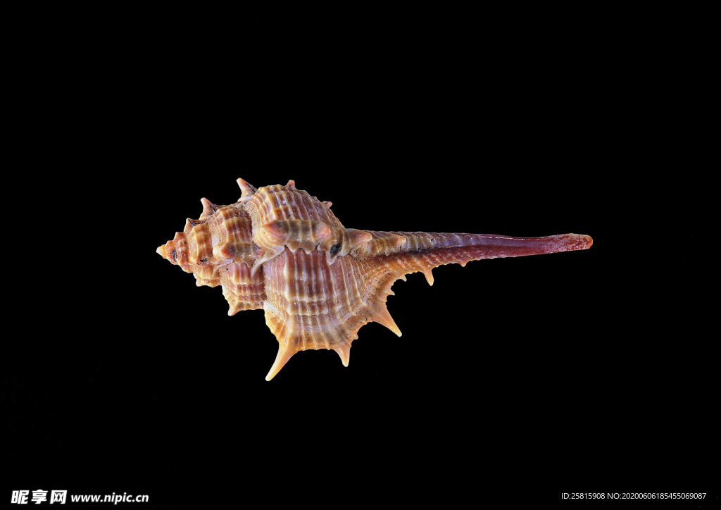 贝壳海螺唯美图片