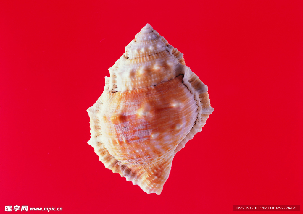 贝壳海螺唯美图片