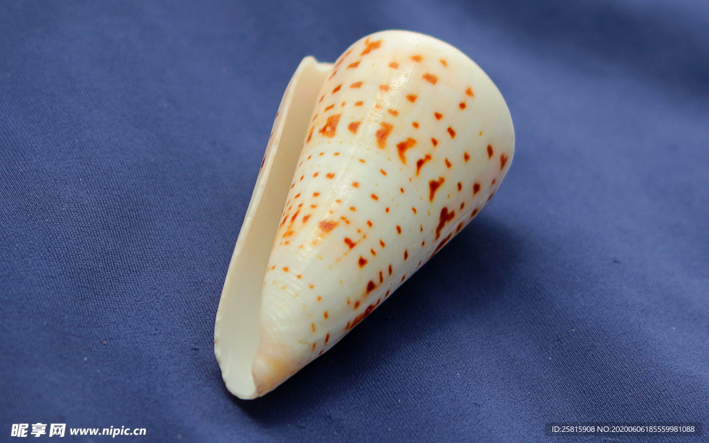 贝壳海螺唯美图片