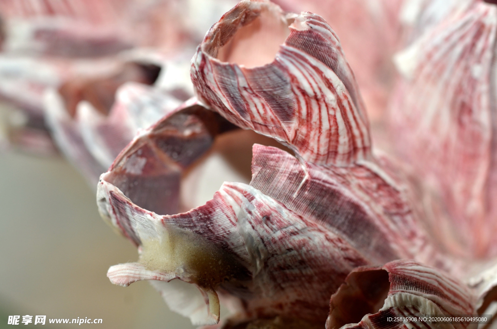 贝壳海螺唯美图片