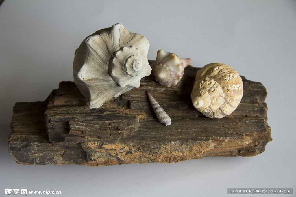 贝壳海螺唯美图片