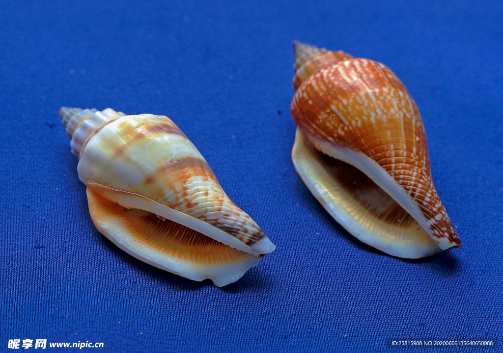 贝壳海螺唯美图片