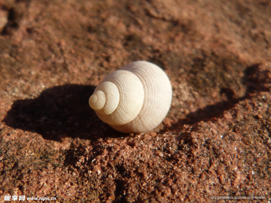 贝壳海螺唯美图片