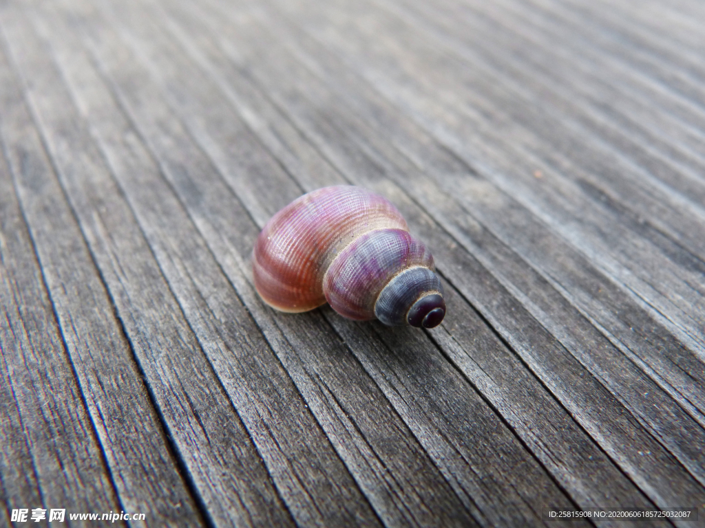 贝壳海螺唯美图片