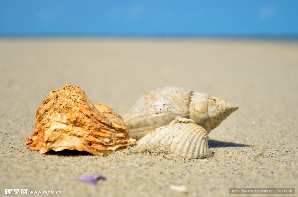 贝壳海螺唯美图片