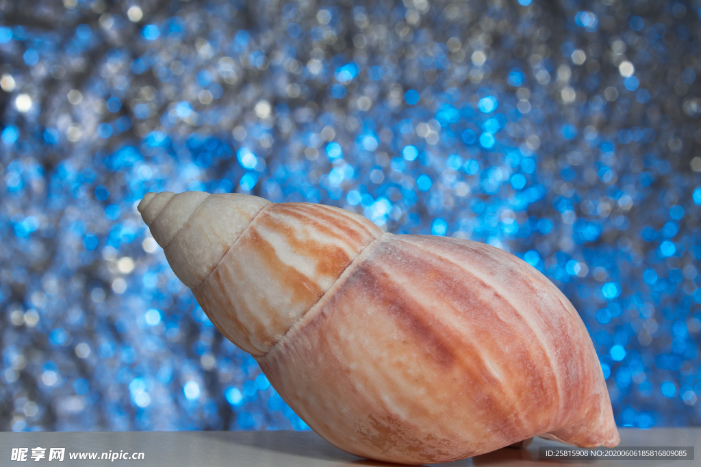 贝壳海螺唯美图片