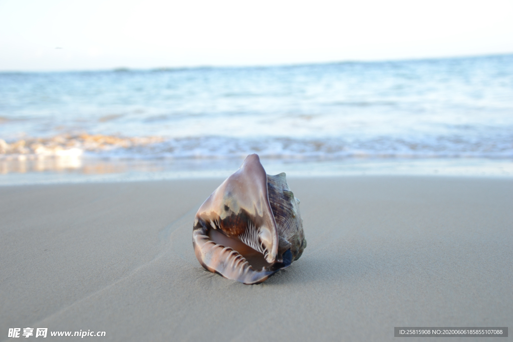 贝壳海螺唯美图片