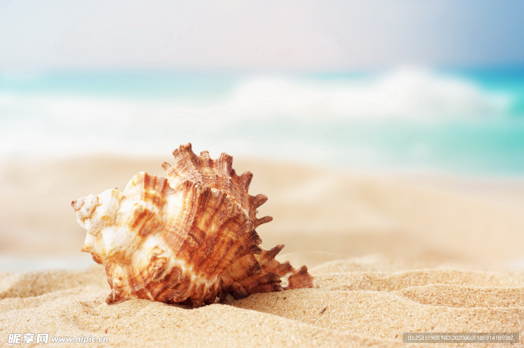 贝壳海螺唯美图片