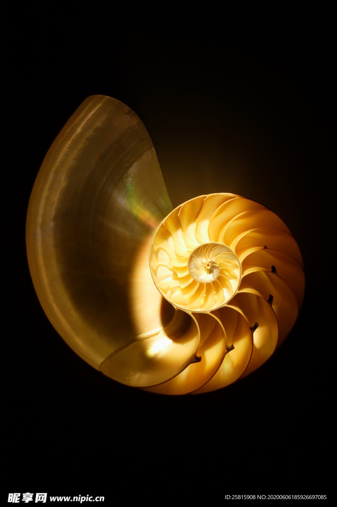 贝壳海螺唯美图片