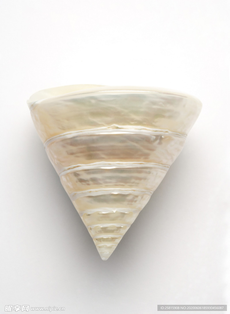 贝壳海螺唯美图片