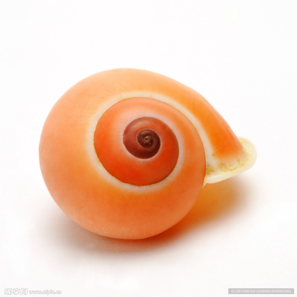 贝壳海螺唯美图片