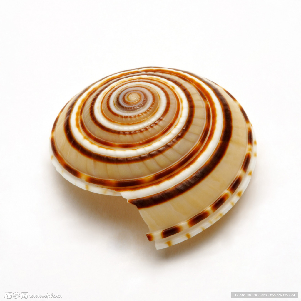 贝壳海螺唯美图片