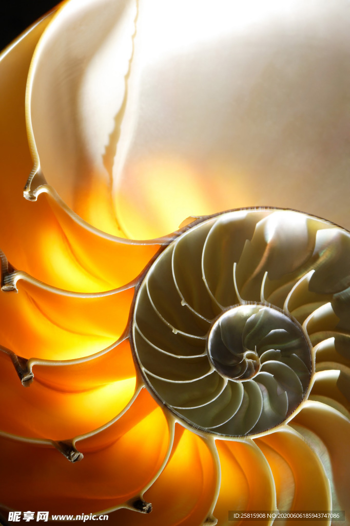 贝壳海螺唯美图片