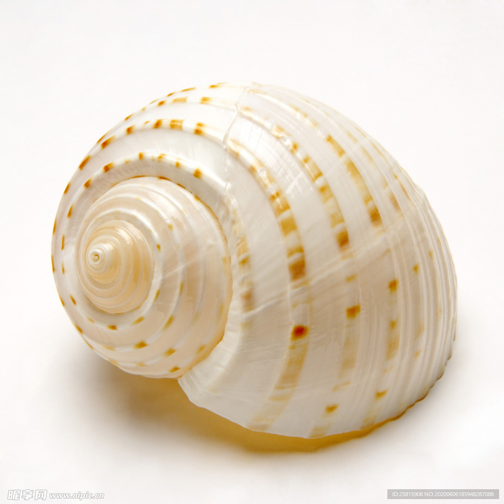 贝壳海螺唯美图片
