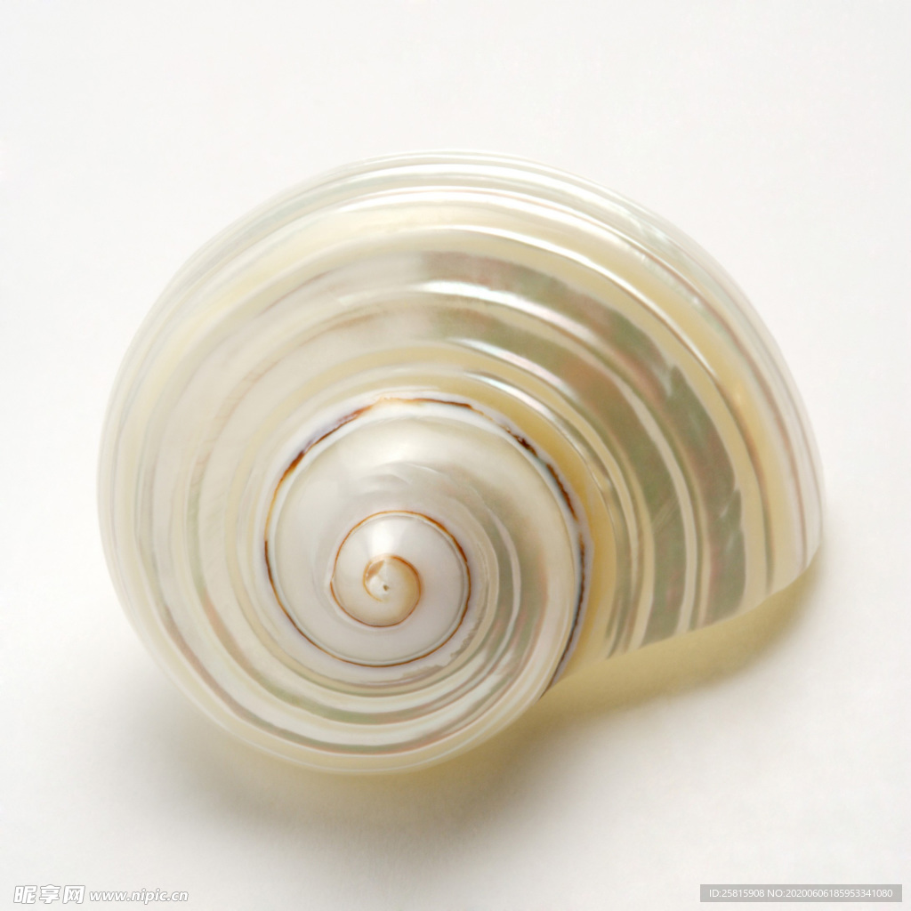 贝壳海螺唯美图片