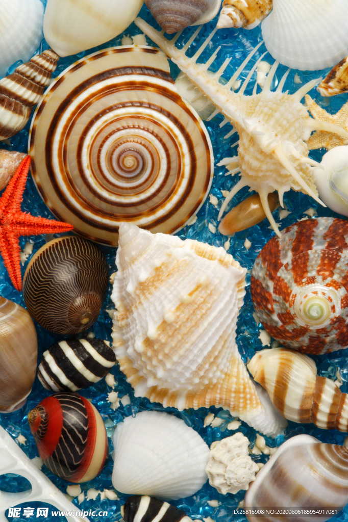 贝壳海螺唯美图片