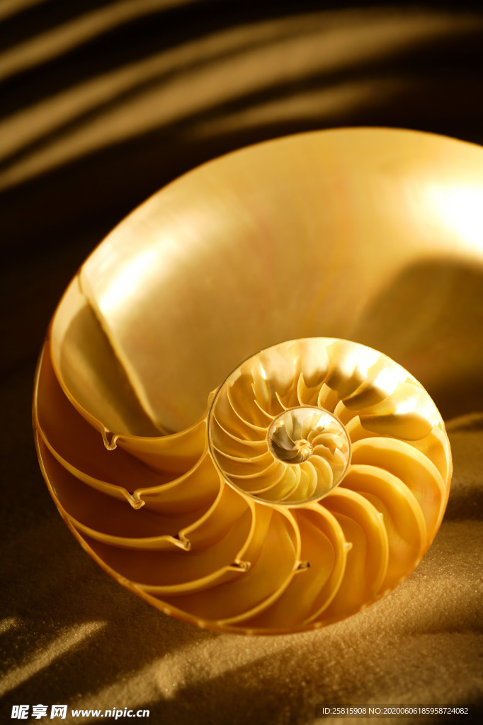 贝壳海螺唯美图片