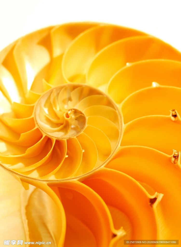 贝壳海螺唯美图片