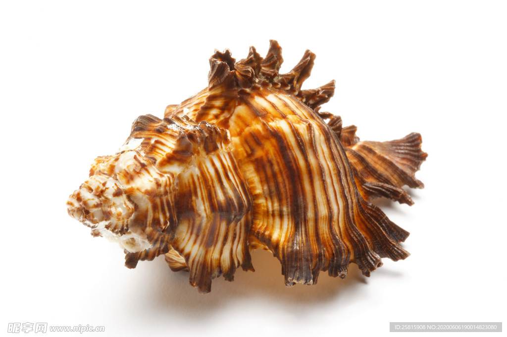 贝壳海螺唯美图片