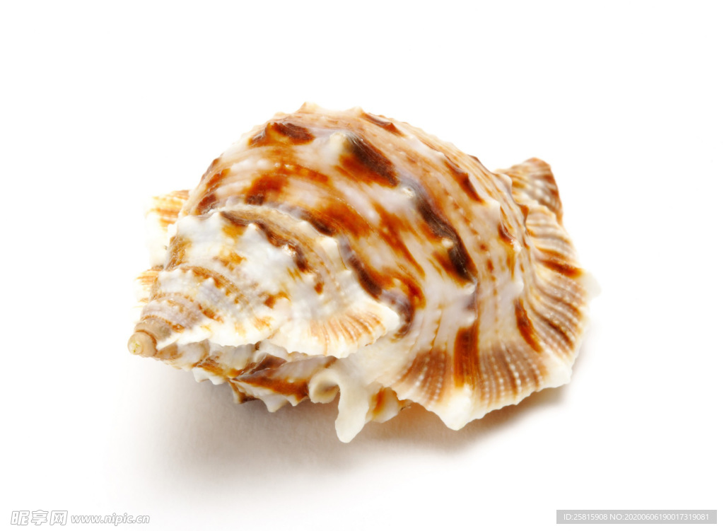 贝壳海螺唯美图片