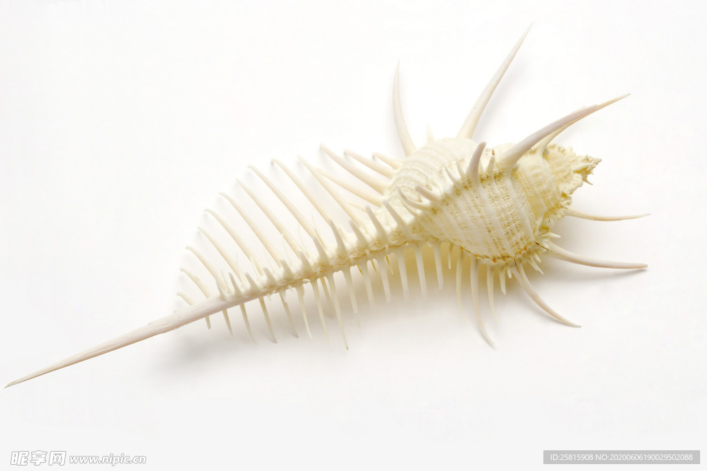 贝壳海螺唯美图片