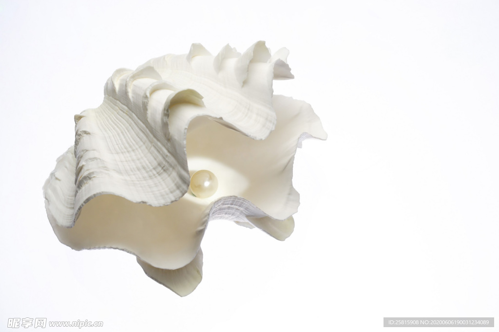 贝壳海螺唯美图片