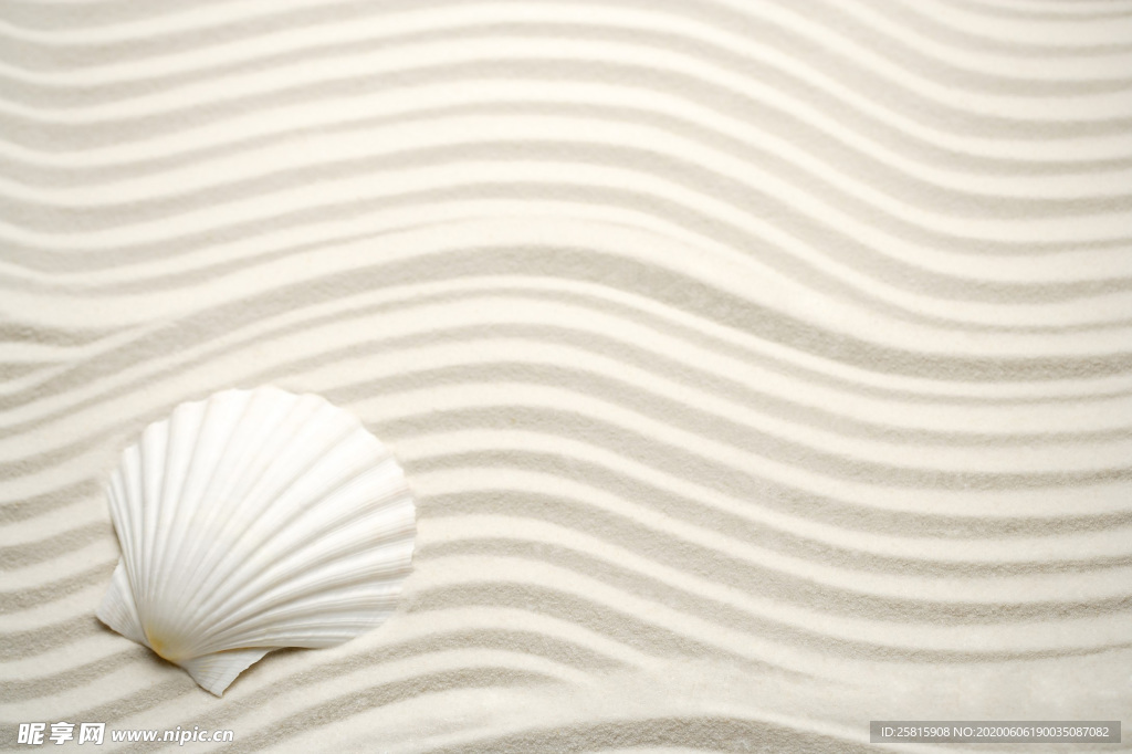 贝壳海螺唯美图片