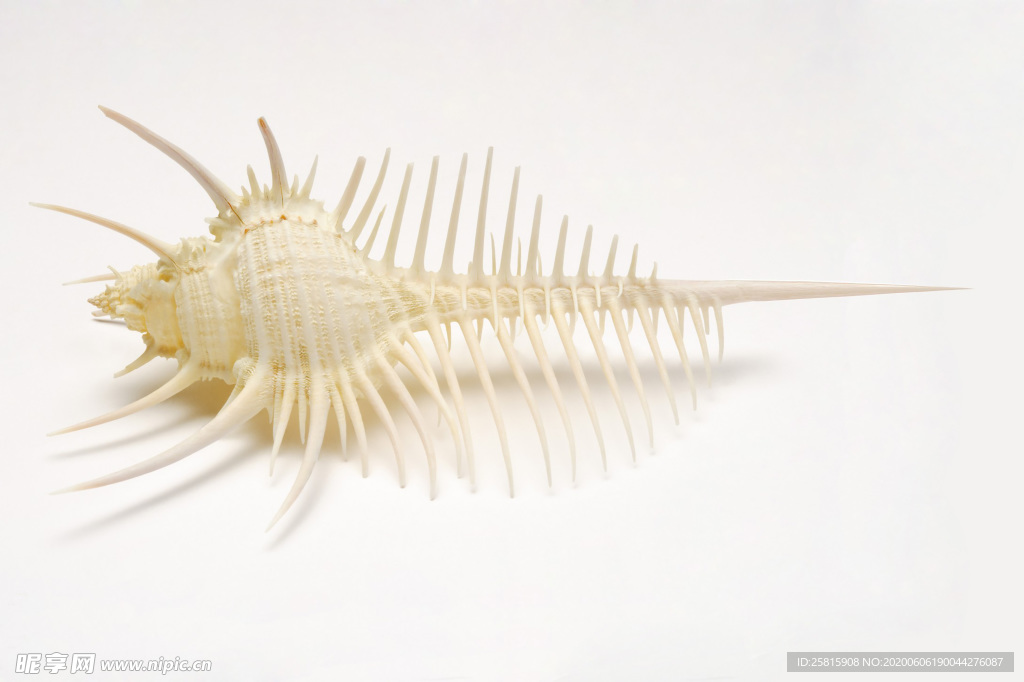 贝壳海螺唯美图片