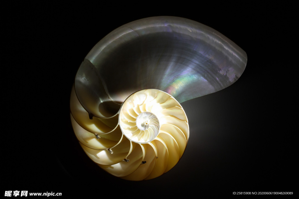 贝壳海螺唯美图片