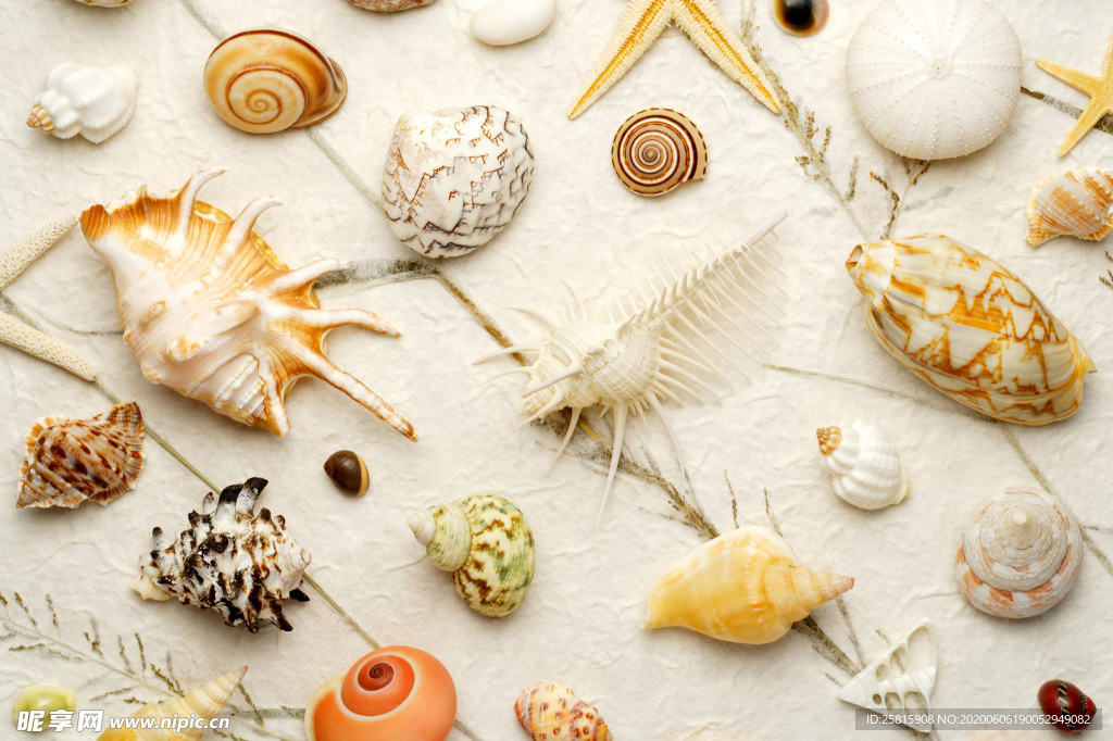 贝壳海螺唯美图片