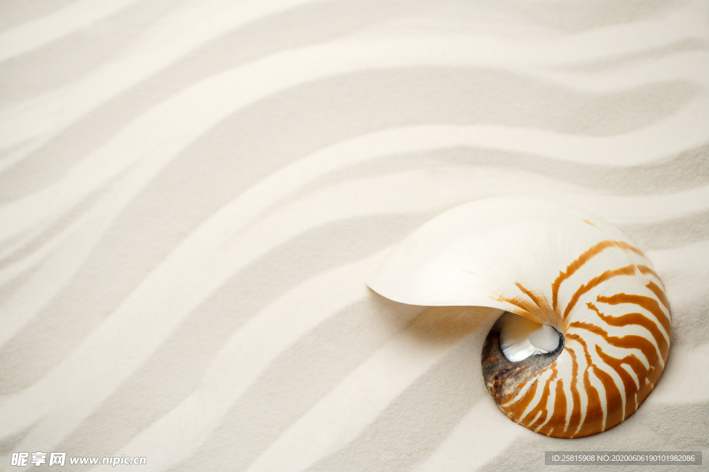 贝壳海螺唯美图片