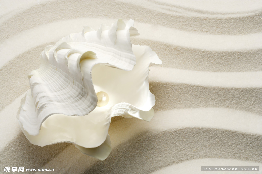 贝壳海螺唯美图片