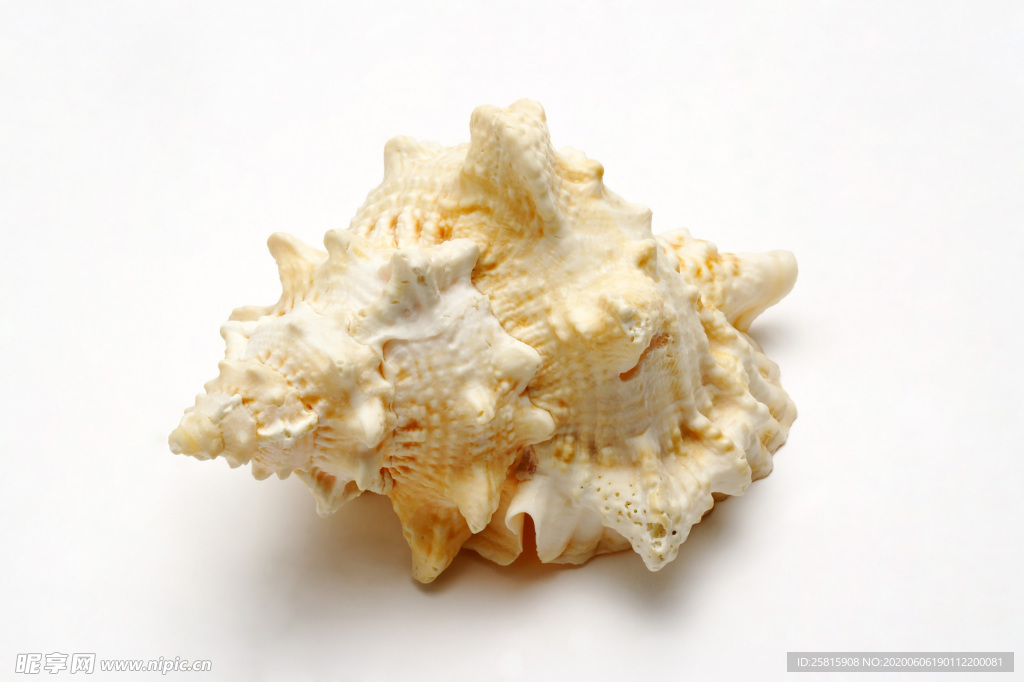 贝壳海螺唯美图片