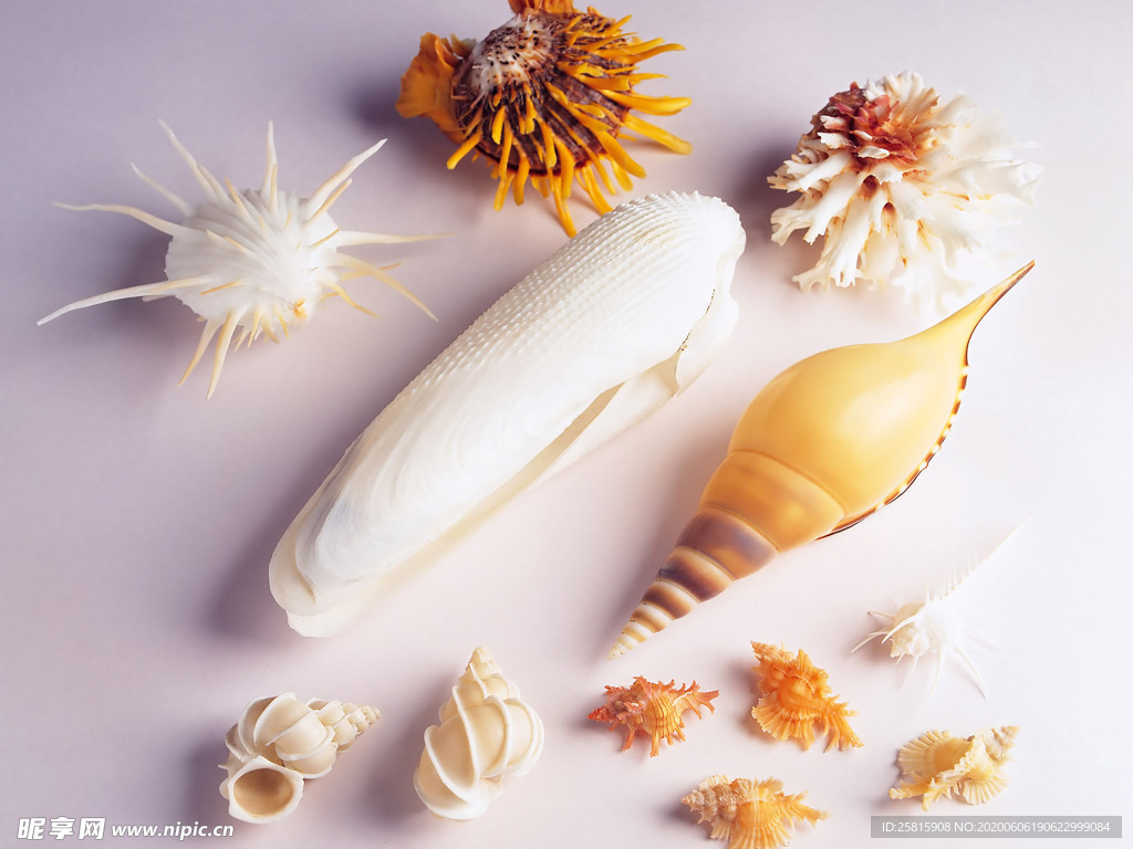 贝壳海螺唯美图片