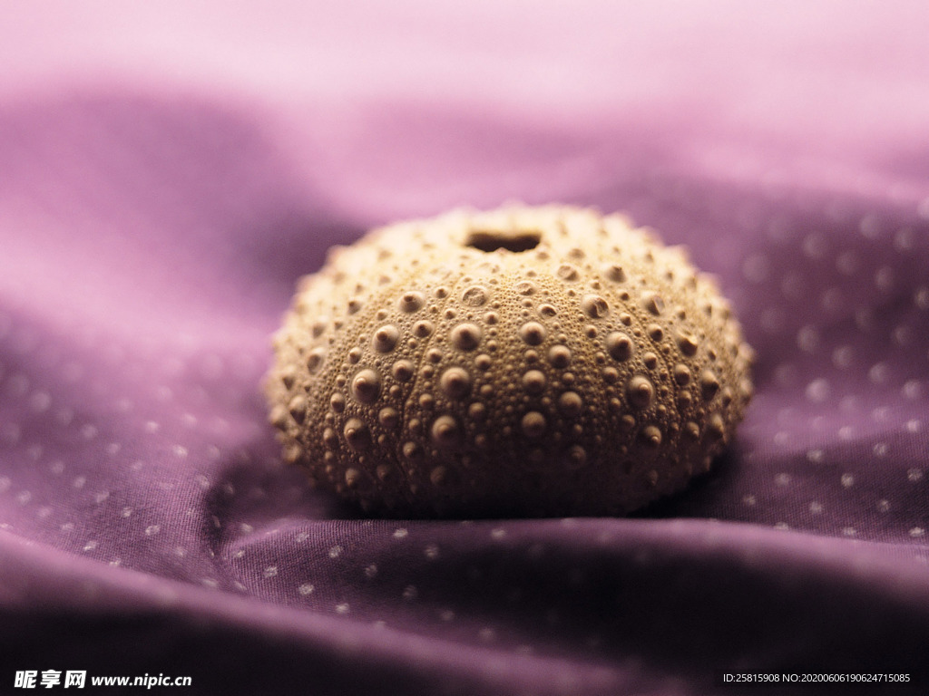 贝壳海螺唯美图片