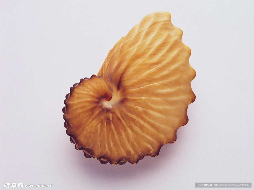 贝壳海螺唯美图片