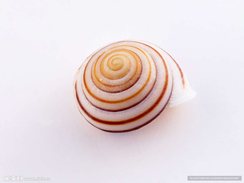 贝壳海螺唯美图片