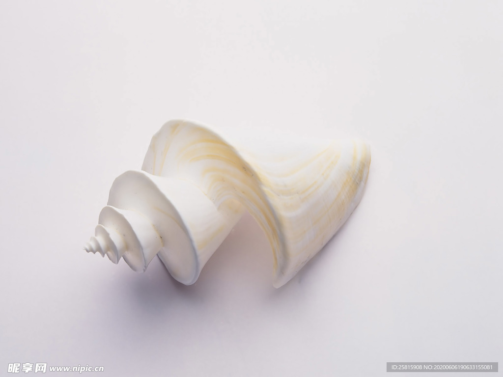 贝壳海螺唯美图片