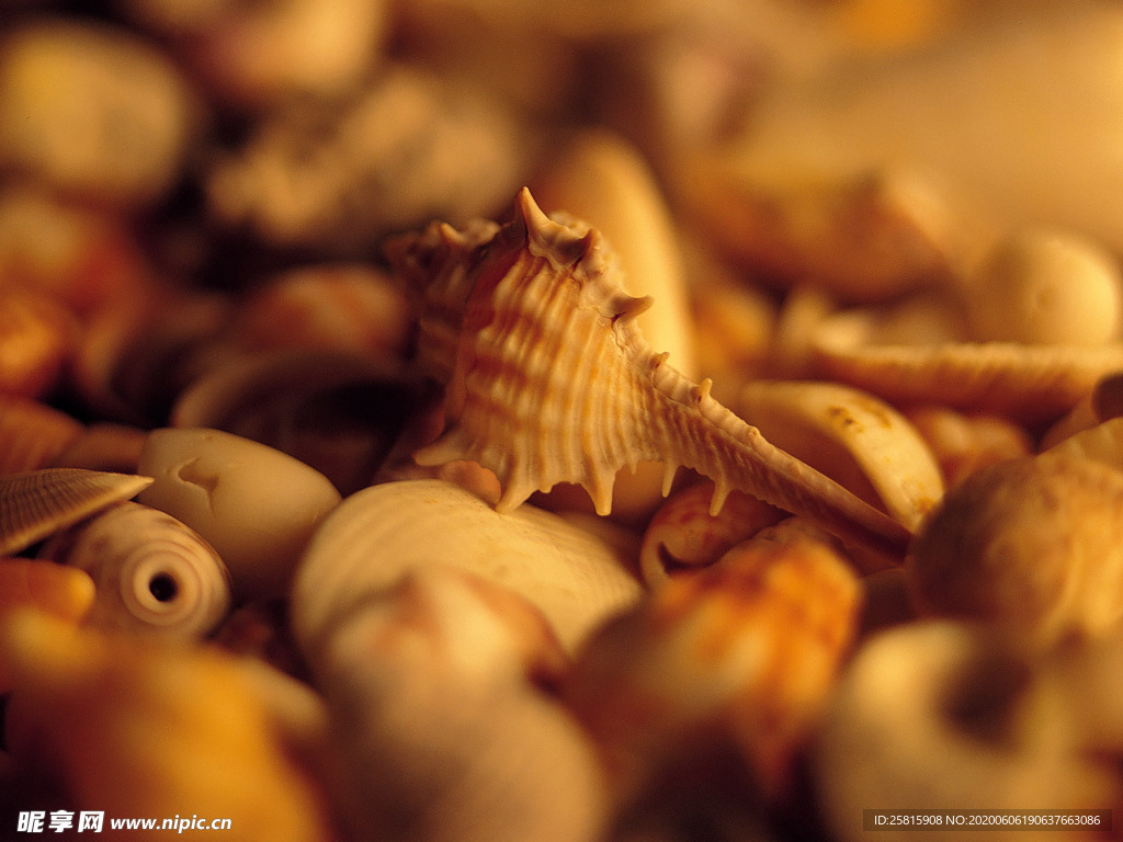 贝壳海螺唯美图片