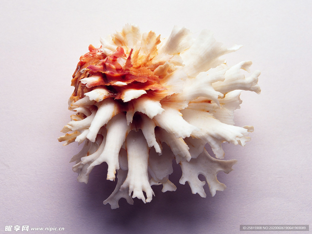 贝壳海螺唯美图片