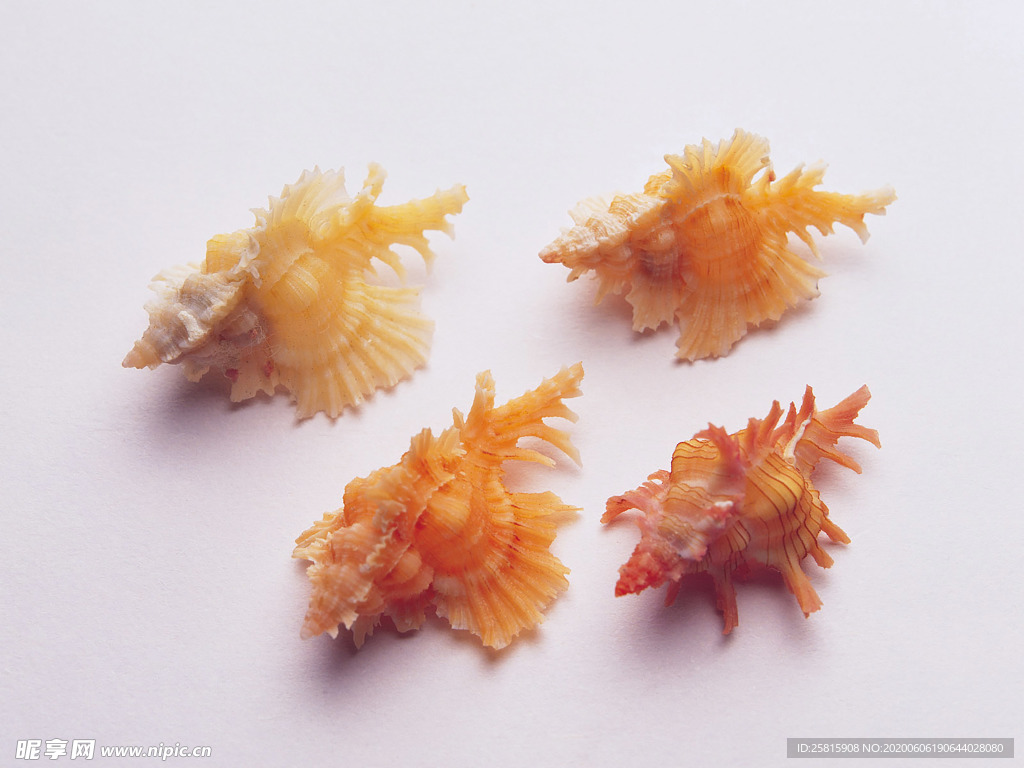 贝壳海螺唯美图片